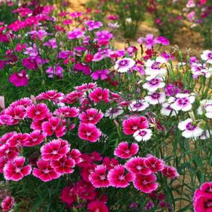 ���l���ʯ��N���ļ����N�_���׻��ɫ�Wʯ��ͥԺ����ʯ��ݻ��N