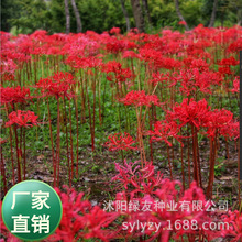 �S��ֱ��ʯ�⻨�N����뻨��צ���˰������ļ��ײ����ܷN�Ӵ�ȫ