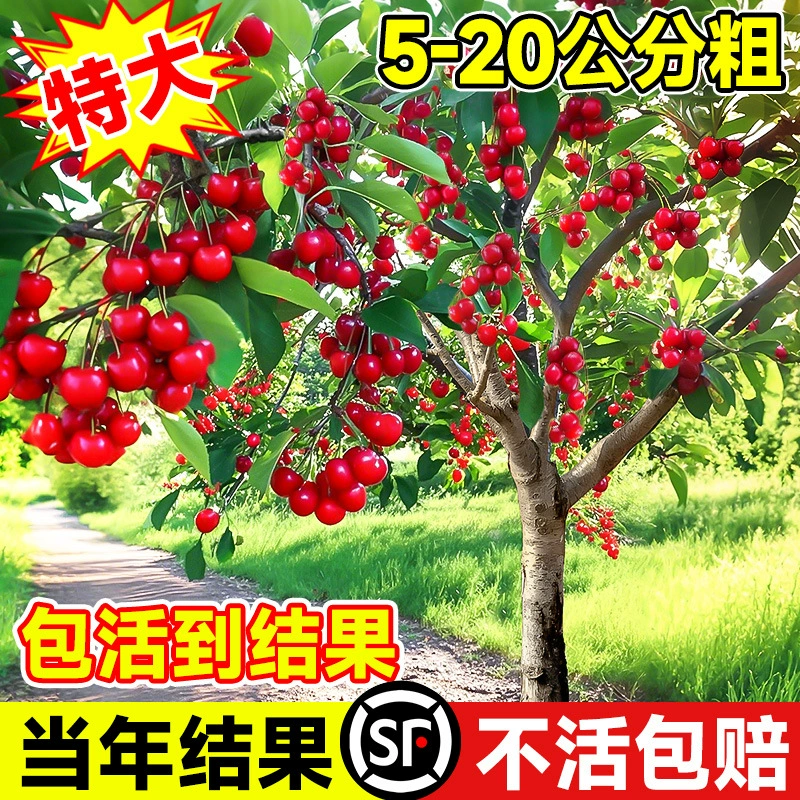 Очень большие подлинные саженцы вишни, привитые с крупными саженцами вишни для посадки на юге и севере, четырехсезонные саженцы фруктовых деревьев во дворе.