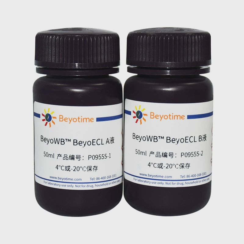 BeyoWB™ BeyoECL P0955S P0955M 碧云天生物