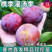 一件代发桐乡檇李树苗南北方地栽盆栽苗种植嫁接灌汤甜李子果树苗