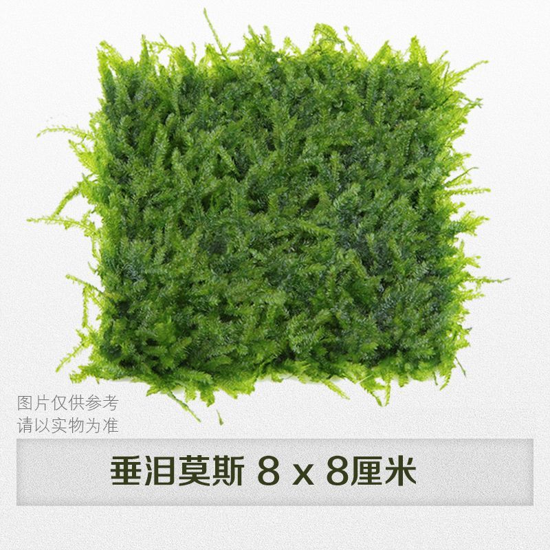 鱼缸造景莫斯树鱼缸树真树沉木水造景懒人造景无需底沙鱼缸摆件|undefined