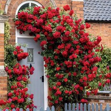 һlSľ㻨ֲļtľNޱͥԺԮľ