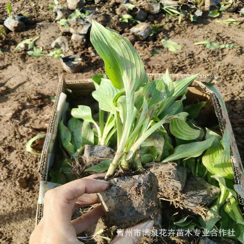 山东苗圃基地 时令 玉簪 紫花玉簪 盆栽花卉 颜色鲜艳