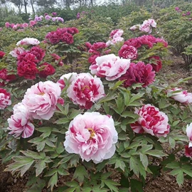 乔木;种子;园林果树