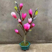 玉兰花带花苞树苗室外庭院绿化植物红玉兰黄玉兰紫玉兰耐寒易成活