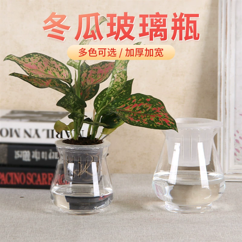 Производитель поставляет гидропонное растение бутылка кружева зимняя дыня бутылка офисная гостиная вода зеленый укроп экологическая бутылка оптом