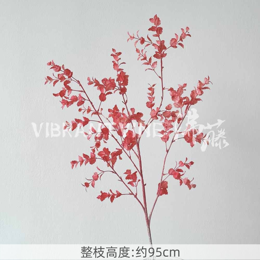 Rose red mint leaves