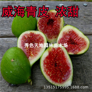 Weihai Green-Skinned California Golden Fig Seedlings, Extra-Large Sugar-Heart Red-Fleshed Cold-Resistant Fig Trees That Bear Fruit in the North and South in the Same Year