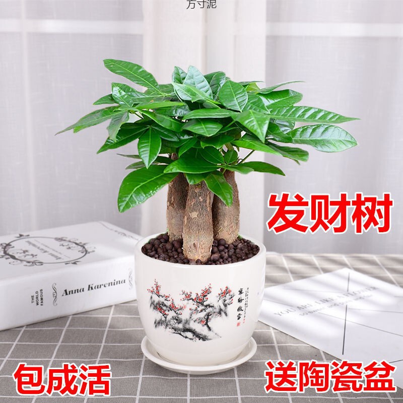 Money Tree, Money Tree Potted Plant, Indoor Living Room Desktop Green Plant, Small Bonsai, Big Money Tree Sapling Plant Amazon