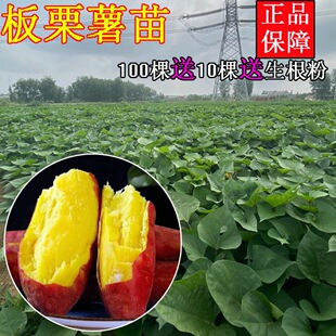 �t����������S�������26�ع��ٵ��S�İ��]�Nֲ�߮a����ԭ�NÓ��