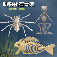 兒童科學考古玩具鳥魚蜘蛛動物骨架玩偶智慧拼裝模型考古恐龍化石