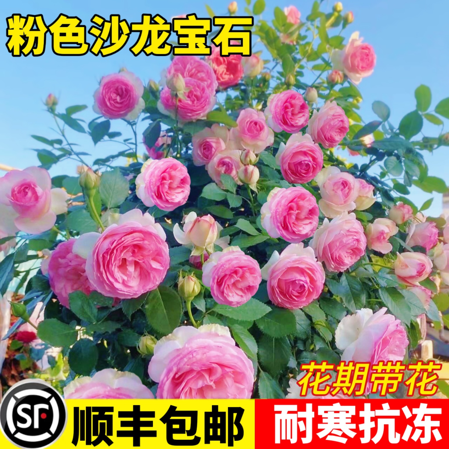 粉色龙沙宝石蔷薇花苗藤本月季特大花爬藤植物多季开花卉盆栽玫瑰