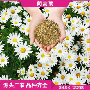Garden Flower Seeds Are Easy to Grow in All Seasons, Chrysanthemum Seeds Are Easy to Grow in All Seasons, Engineering Flower Sea Ornamental Flower Seeds