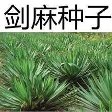 剑麻种子 菠萝麻种子 龙舌兰种子 绿植带刺围墙树种子 四季种植