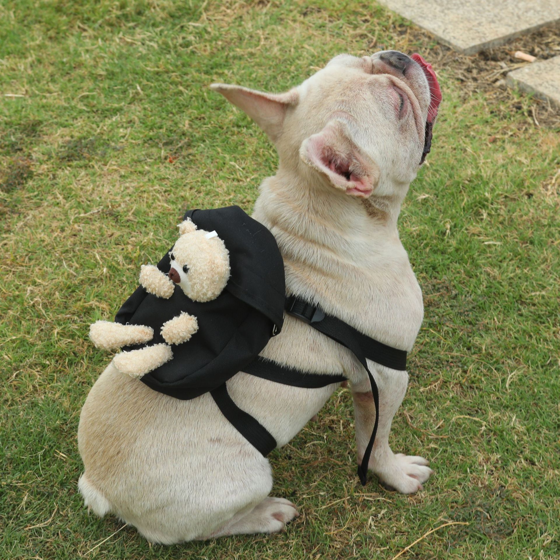 Mascota perro auto-mochila perro mochila gato salida mochila tortuga bolsa merienda peluche mediano y pequeño perro colección de tracción