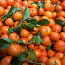 沙糖桔水果广西小橘子砂糖橘桔子砂糖桔35斤批发源头工厂一件批发