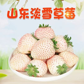 代用/养生茶;苹果;橙