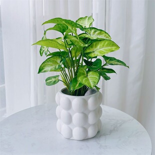 �G�Ϲ���W�t���ֵ�k���҃ȑ��˺��B����Gֲ��������ֲ��