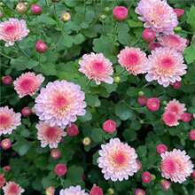 糖果菊花种子四季开花乒乓菊花种子室内外易爆盆易活绿植盆栽花籽