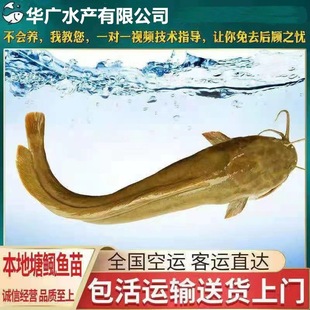 ���w���X�籾�����X�~�����T�~�������~������ă����ְ���