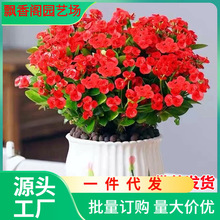 һ�����l�F�������Ի����҃��辰�Gֲ�ļ��_������÷�k���̨����