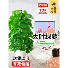 ~G}k҃ȴ;Gֲ՚͏dȩGjļB