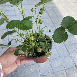 ���Բ�ݮ�� ���� ������ �t� ���Ļ��ڹ��ڎ������l؛