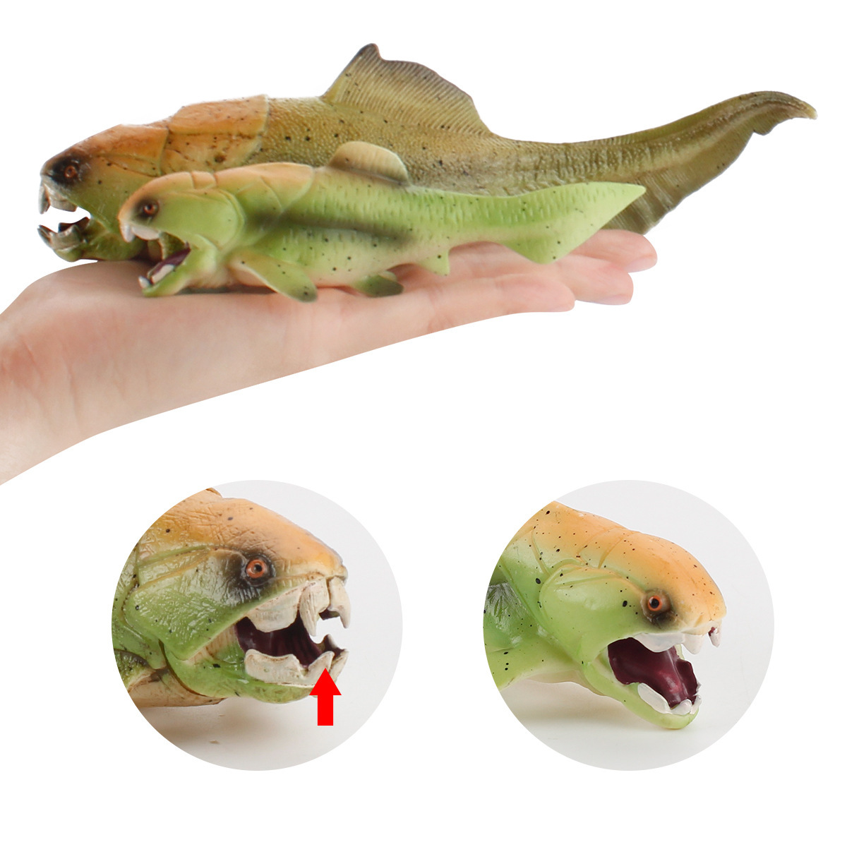 Simulación océano antiguo modelo biológico pescado de Deng loro tornillo crisantemo piedra decoración juguete transfronterizo Amazon