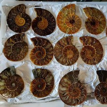 天然水晶工艺品海螺化石小切片开片螺菊石古生物化石原石矿石标本