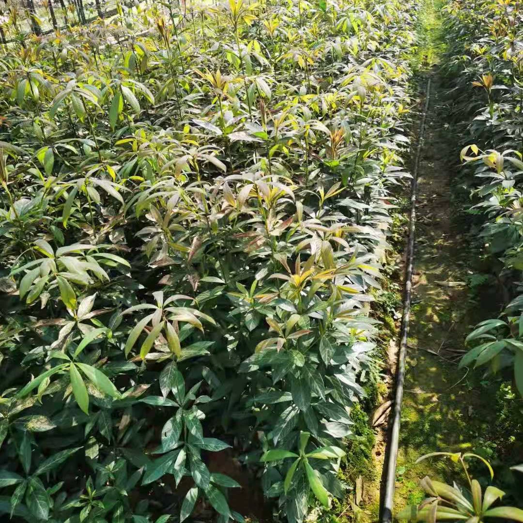 [Мать-семейка] Саженцы золотистого шелкового бамбука в чашках, контейнеры из золотистого шелкового бамбука, саженцы в золотистых шелковых бамбуковых мешочках, маленькие листья золотистого шелкового бамбука Цзянси.