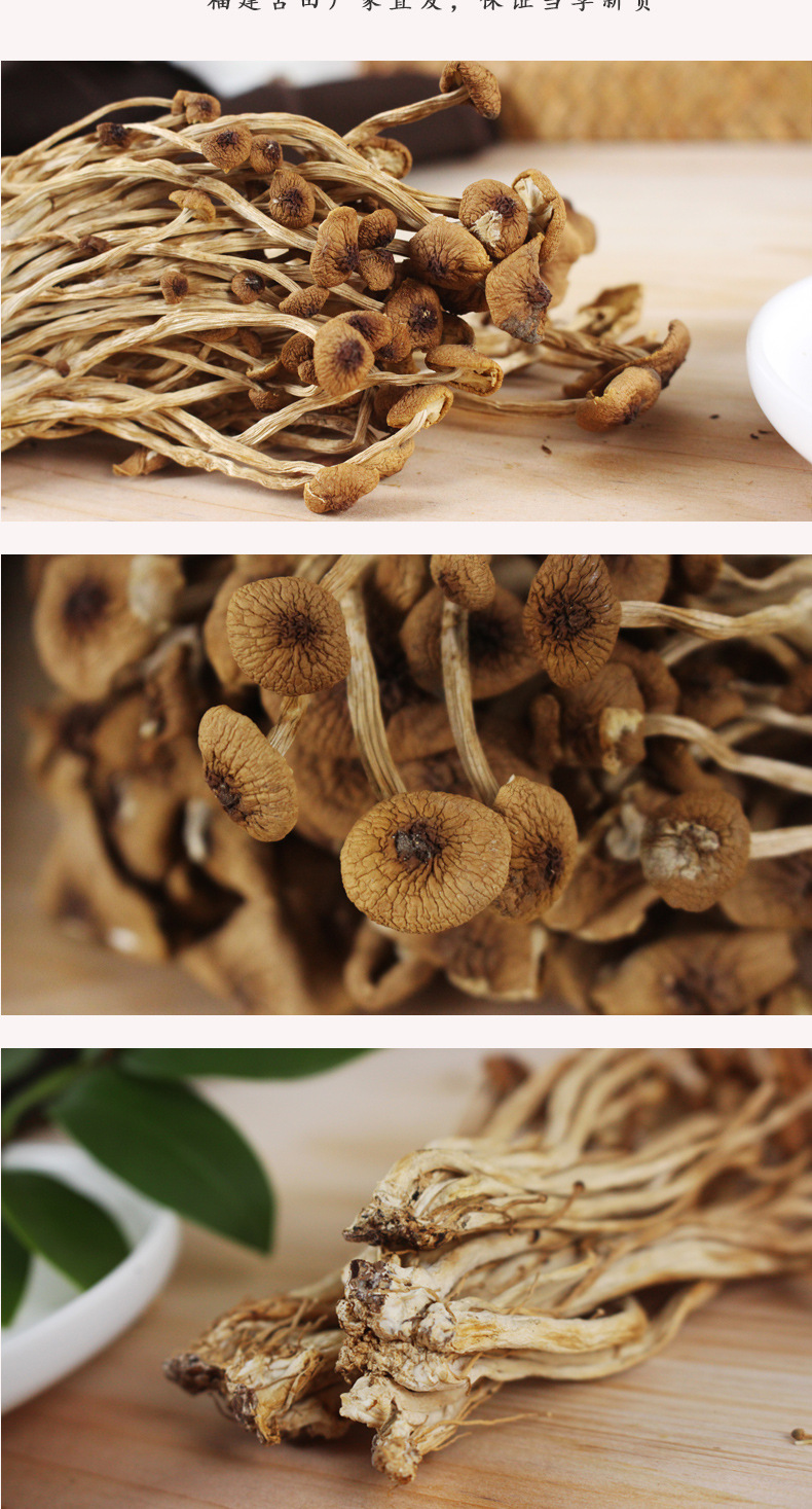 2023不开伞茶树菇_06