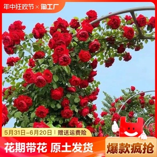 1.6m Large Seedlings Rose Seedlings Vine Rose Climbing Vine Green Plants Four-Season Blooming Florals Potted Roses Balcony Thorn-Free