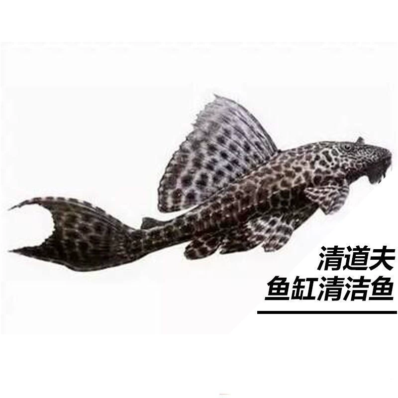Где‑то очищающие рыбы-кильки для аквариума Pleco — рыбки-поглотители с присасывающим ртом, живые декоративные, размеры 3–9 см, один или мультиупаковка