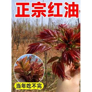 ���ڼt���㴻���簫��ʳ�����r�Ĵ���ѿ�Ϙ��ļ��Nֲ�����������