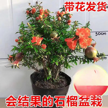 ʯԎ^p҃ȿ͏d辰ļ_ͥԺֲﻨܺB