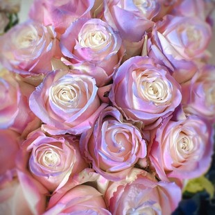 188-Roujia Flower Spray Color Rose Candy Princess Crushed Ice Orchid Mint Candy Single Product [Refusal to Accept No After-Sales]