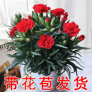 ��ĸ�H��������ܰ���Ԏ�����ʯ���ļ��_���҃��̨�͏d�Gֲ����