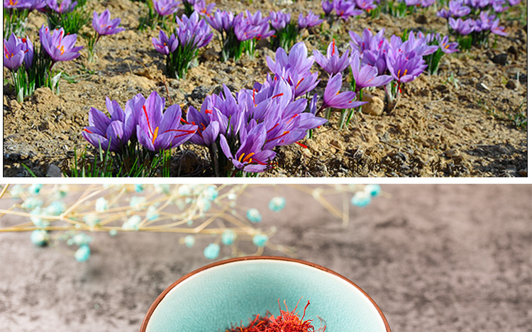 Premium Saffron Threads Zang Hong Hua Crocus sativus Dried Stigmas for Culinary and Herbal Use 3g Bottle overview