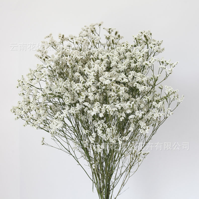 Flor seca Flor eterna Gypsophila Bola de oro No me olvides Flor seca Rosa hoja de eucalipto Pine Fruit Lover Grass al por mayor