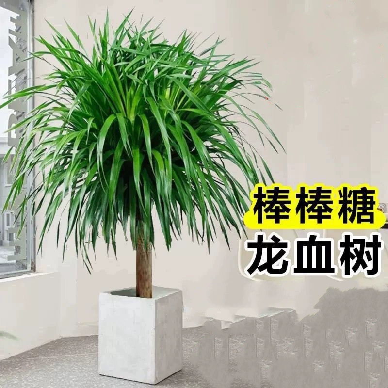 Дерево лунчжу Longzhu Железное дерево крови дракона цветы с несколькими головками в горшках для гостиной в помещении большие зеленые растения цветы для украшения воздуха