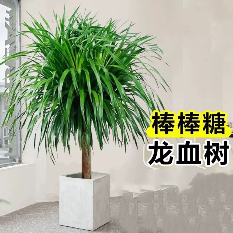 Large Potted Dracaena Plant for Living Room, Multi-Stemmed Green Plant for Office, Dracaena-Shaped Seedlings with Soil, Old Stump Bonsai