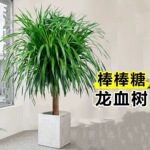 龙须树龙须铁龙血树多头花卉盆栽室内客厅大型绿植花卉美化空气