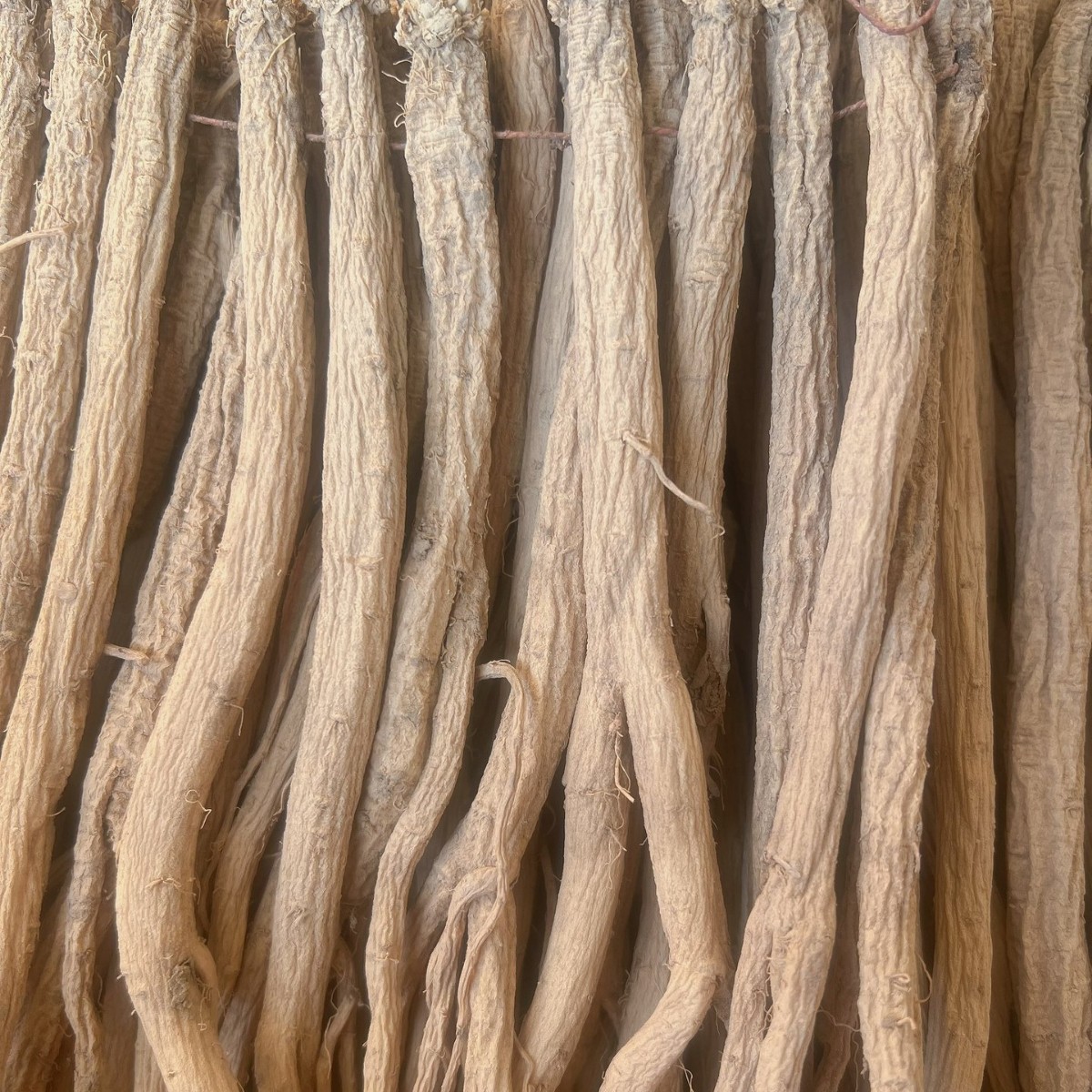 甘肃党参地摊电商批发材野生党叁条干当归北芪黄芪片党参干干党参