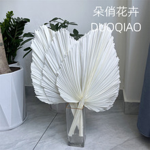 大蒲扇干花棕榈叶蒲扇叶永生花铁树叶漂白蒲扇叶葵叶扇子干花束
