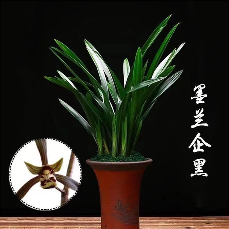 十大名贵兰花墨兰企黑原盆苗耐寒好养兰花浓香型室内绿植花卉兰花