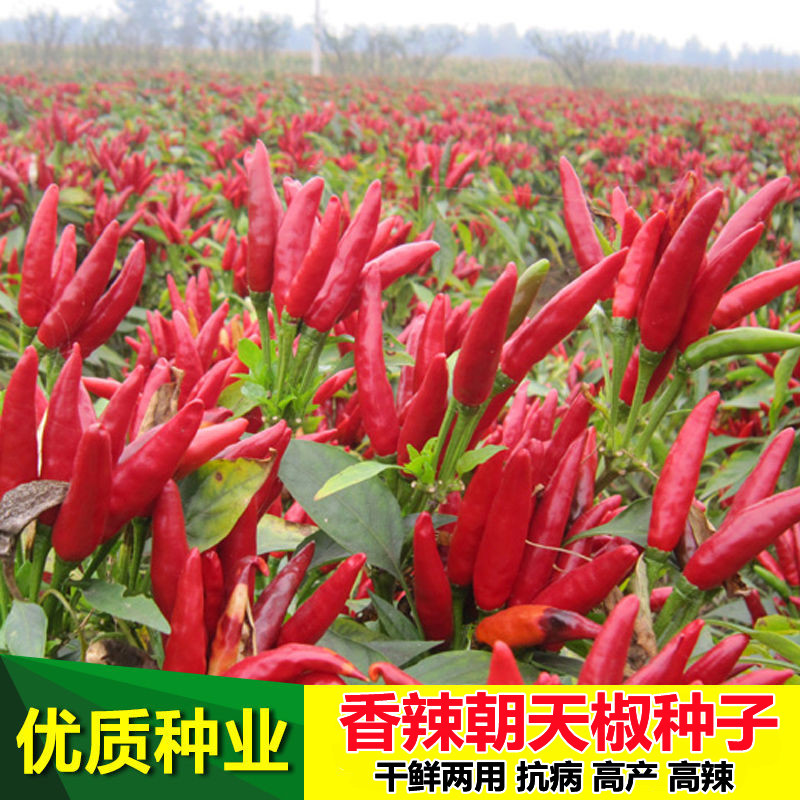 香辣朝天椒辣椒种子大全春秋季播种高产超辣小米辣蔬菜南方阳台盆