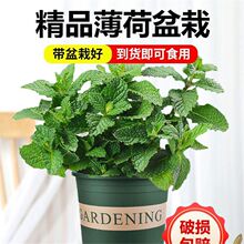 ��������ˮ�ౡ���~���r��ʳ���Ե������ֲ���҃ȾGֲ���ܙ��ʲ�