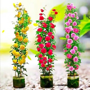 �ٱ��¼����������¼������T�e��ͥԺ����ֲ��໨�Nޱ����ɳ��ʯ