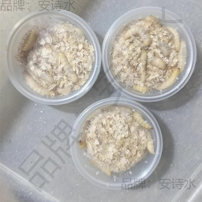 送料無料大型トウモロコシワーム生ぶどうハニーワームトカゲインコ刺繍目ツバメ鳥の餌釣り生ワーム釣り餌|undefined